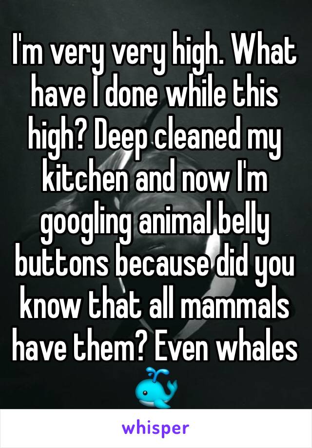 I'm very very high. What have I done while this high? Deep cleaned my kitchen and now I'm googling animal belly buttons because did you know that all mammals have them? Even whales 🐳 