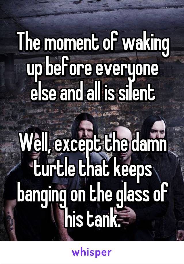 The moment of waking up before everyone else and all is silent

Well, except the damn turtle that keeps banging on the glass of his tank.