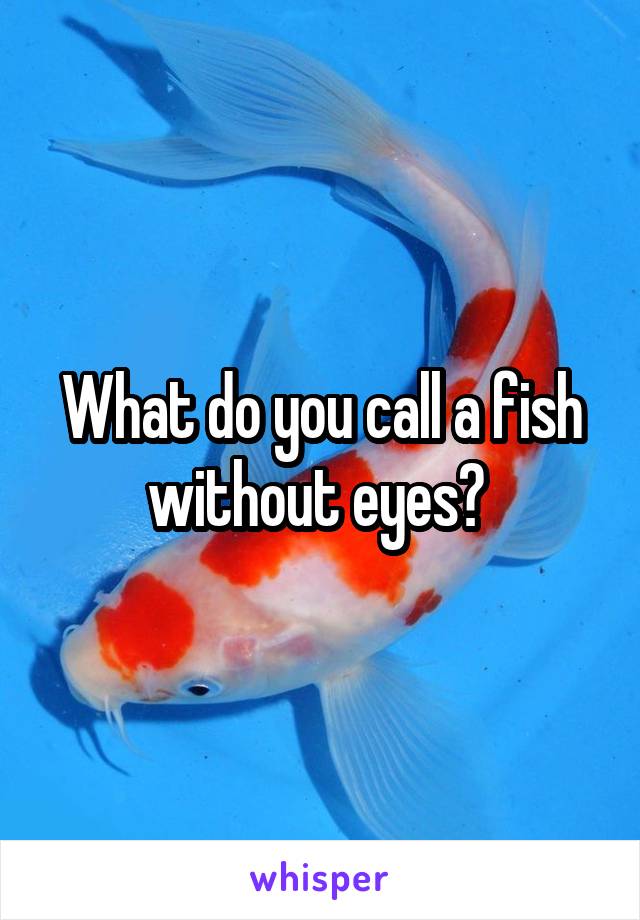 What do you call a fish without eyes? 