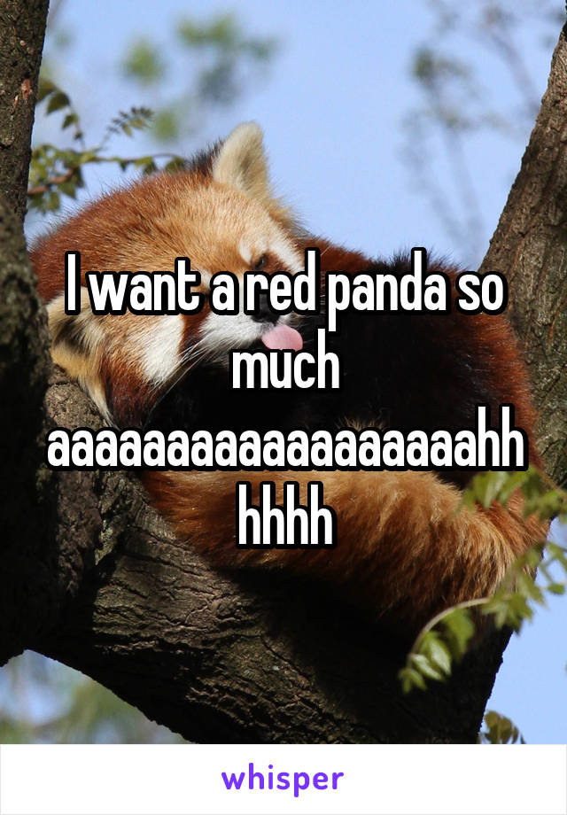I want a red panda so much aaaaaaaaaaaaaaaaaahhhhhh
