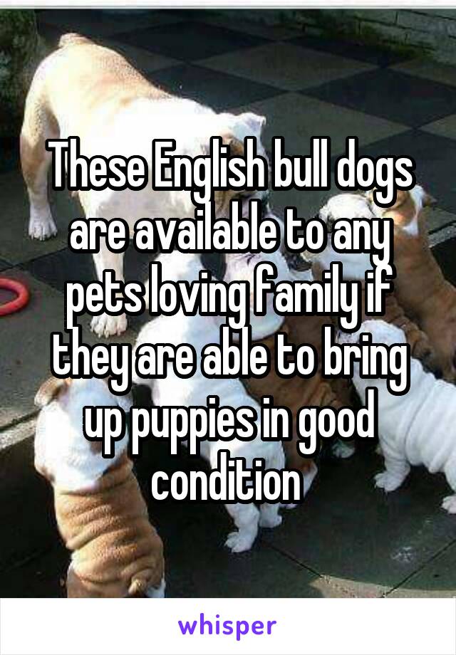 These English bull dogs are available to any pets loving family if they are able to bring up puppies in good condition 