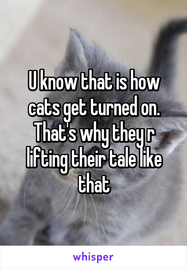 U know that is how cats get turned on. That's why they r lifting their tale like that