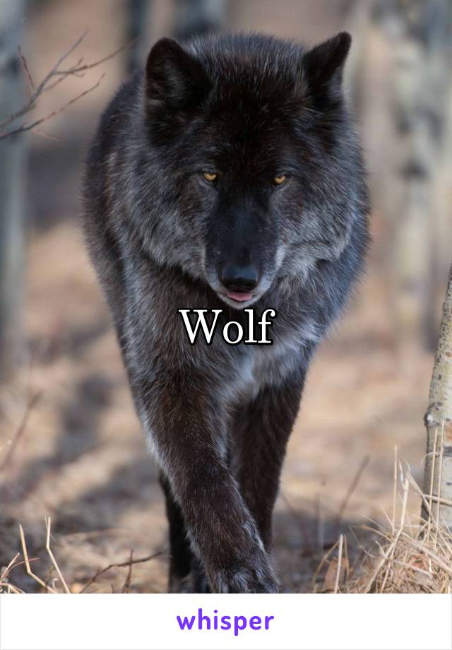 Wolf