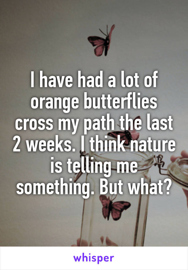 I have had a lot of orange butterflies cross my path the last 2 weeks. I think nature is telling me something. But what?