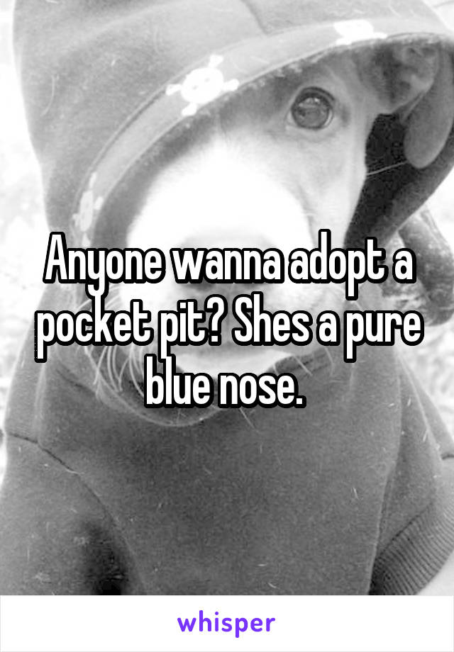 Anyone wanna adopt a pocket pit? Shes a pure blue nose. 