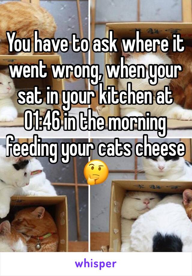 You have to ask where it went wrong, when your sat in your kitchen at 01:46 in the morning feeding your cats cheese 🤔