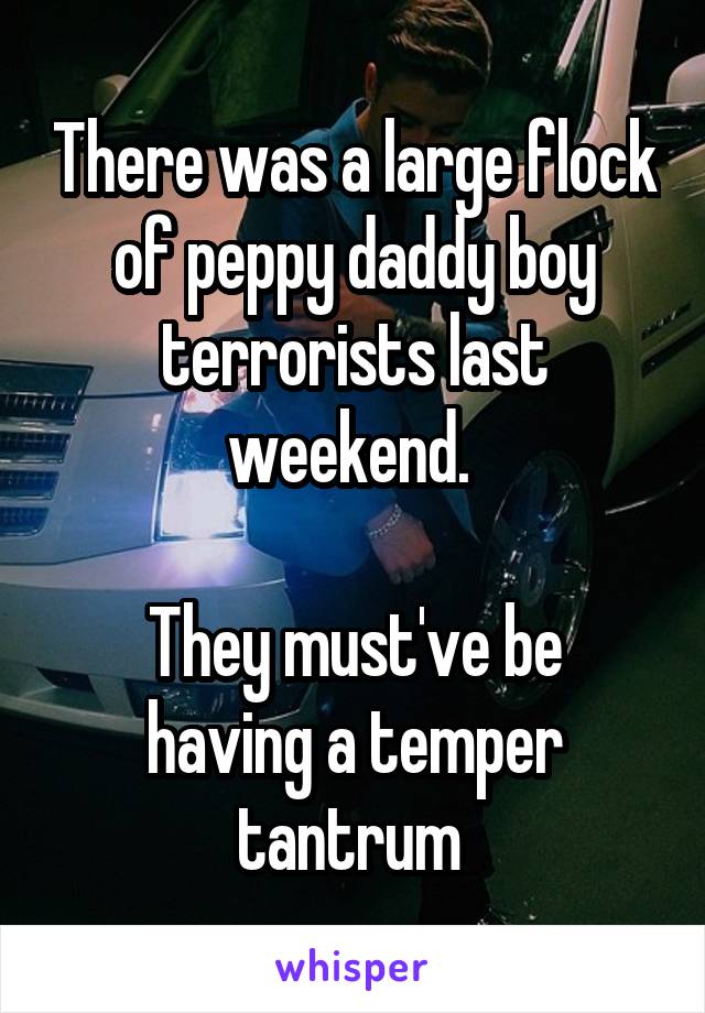 There was a large flock of peppy daddy boy terrorists last weekend. 

They must've be having a temper tantrum 