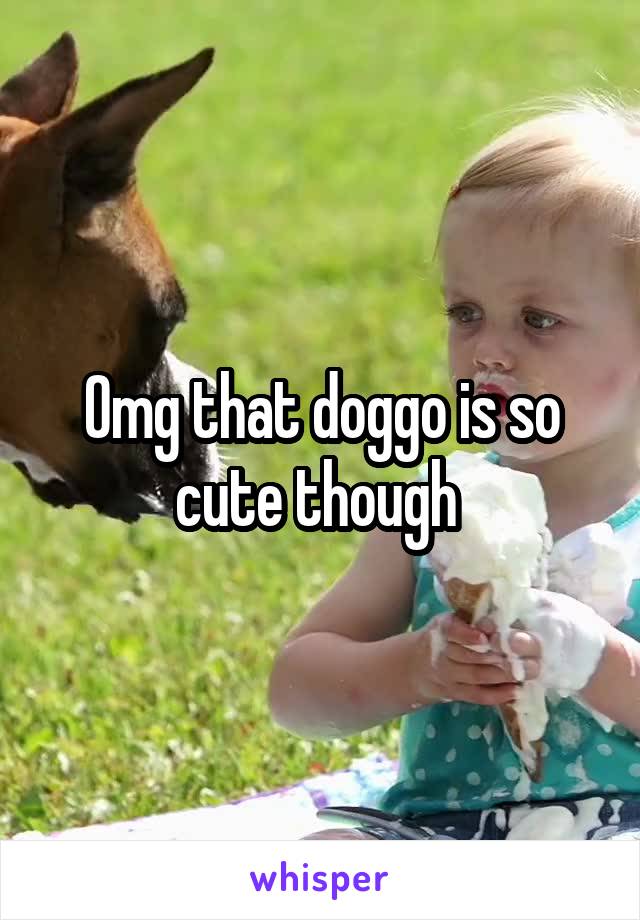 Omg that doggo is so cute though 