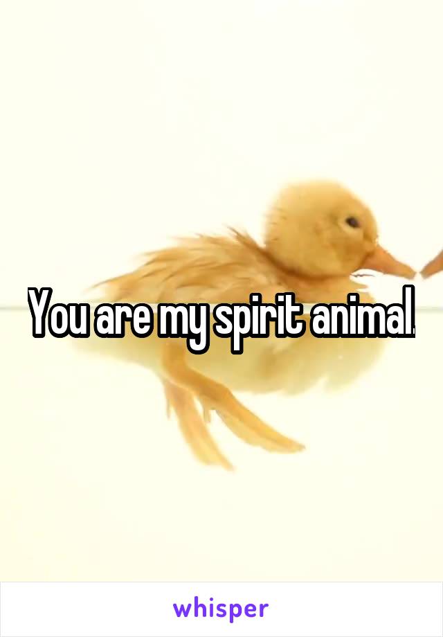 You are my spirit animal.