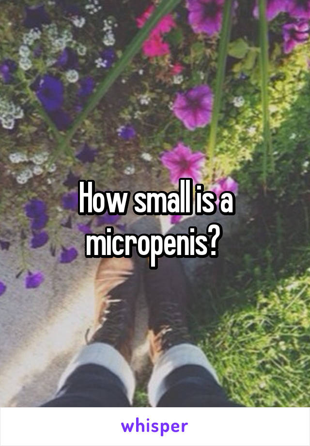 How small is a micropenis? 