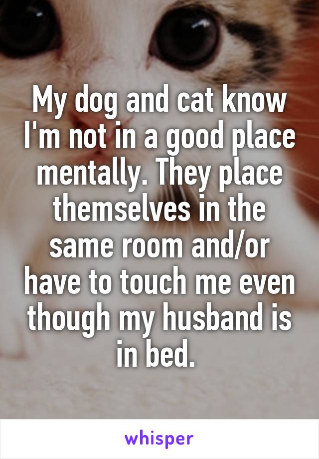 My dog and cat know I'm not in a good place mentally. They place themselves in the same room and/or have to touch me even though my husband is in bed. 