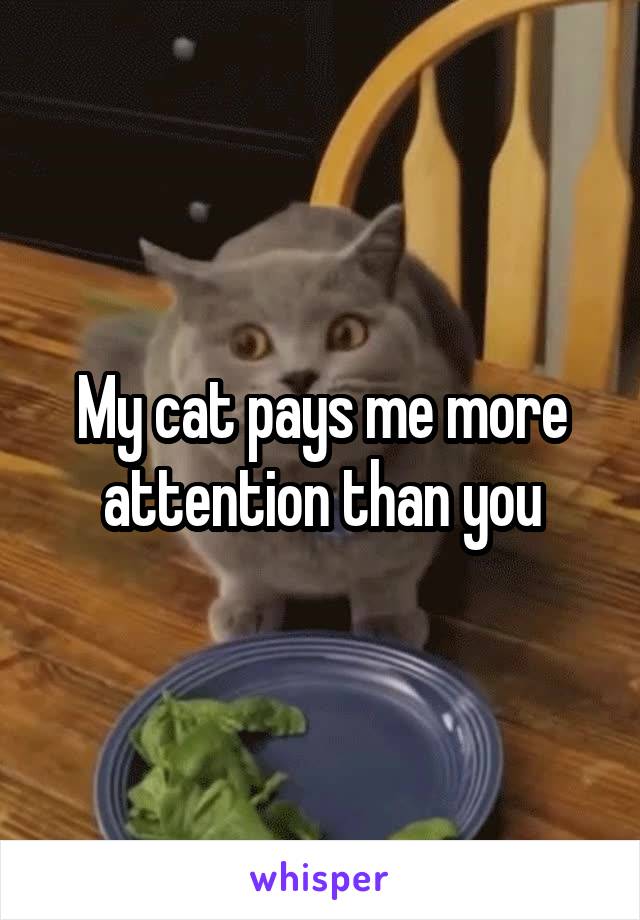 My cat pays me more attention than you