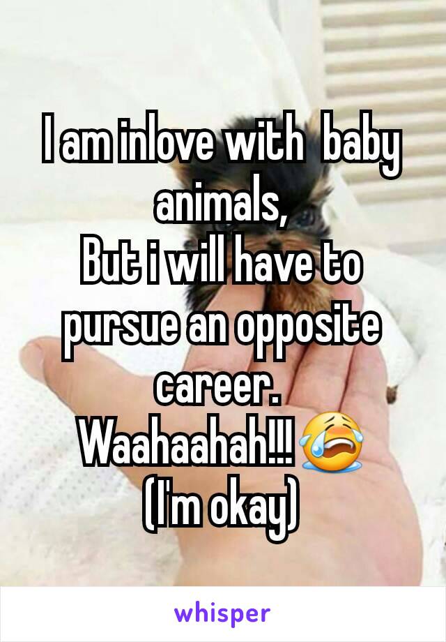 I am inlove with  baby animals,
But i will have to pursue an opposite career. 
Waahaahah!!!😭
(I'm okay)