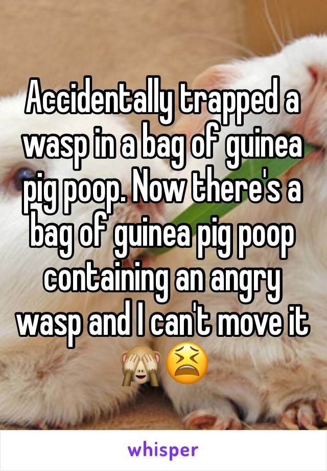 Accidentally trapped a wasp in a bag of guinea pig poop. Now there's a bag of guinea pig poop containing an angry wasp and I can't move it 🙈😫