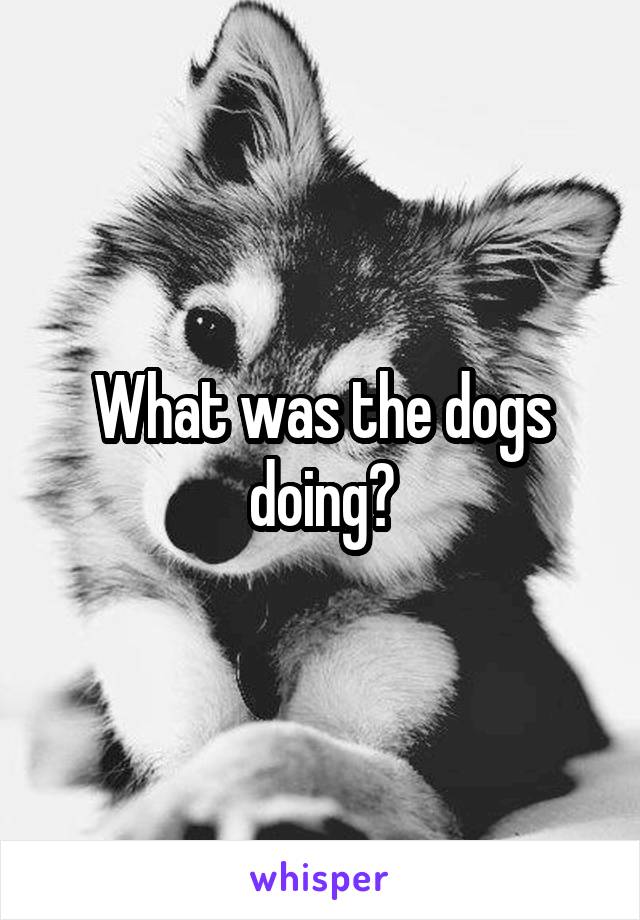 What was the dogs doing?