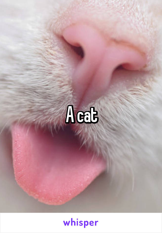 A cat