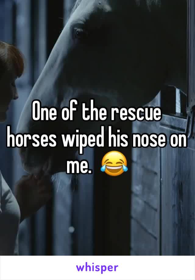 One of the rescue horses wiped his nose on me.  😂