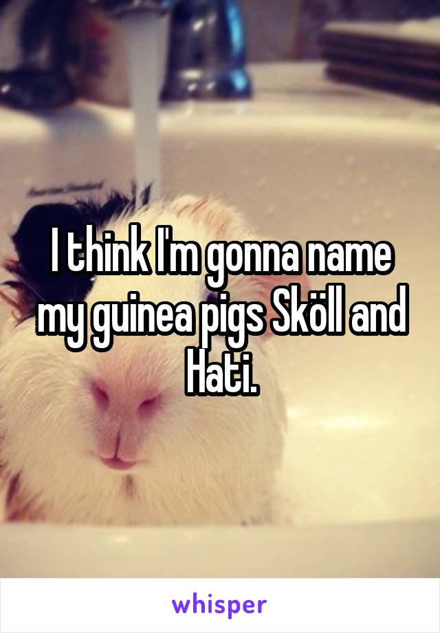 I think I'm gonna name my guinea pigs Sköll and Hati.