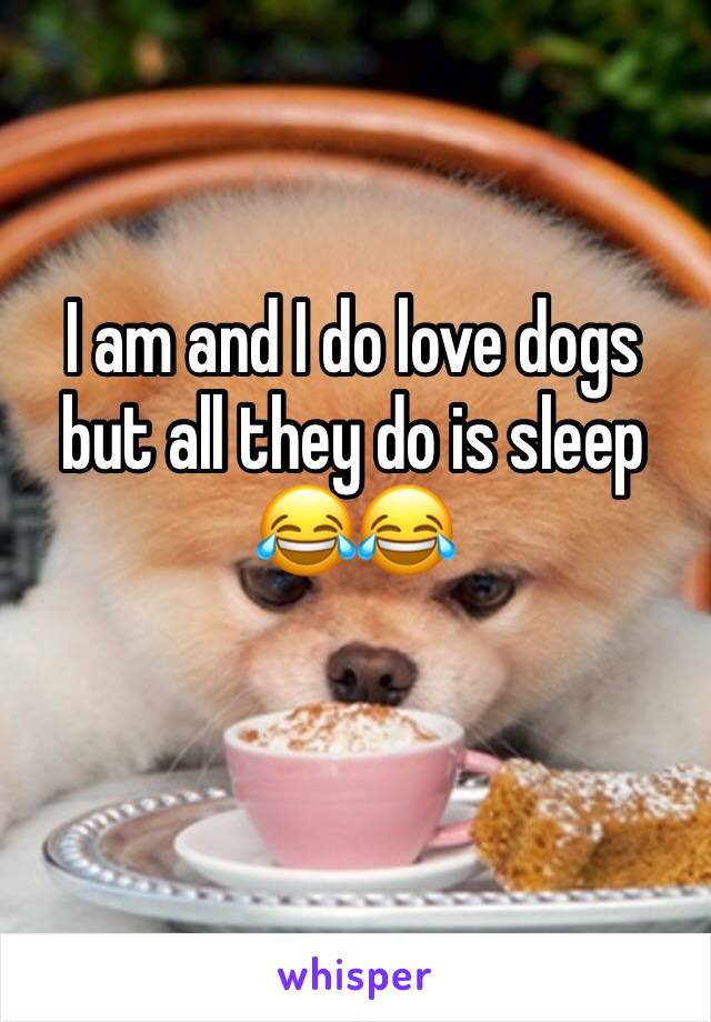 I am and I do love dogs but all they do is sleep 😂😂