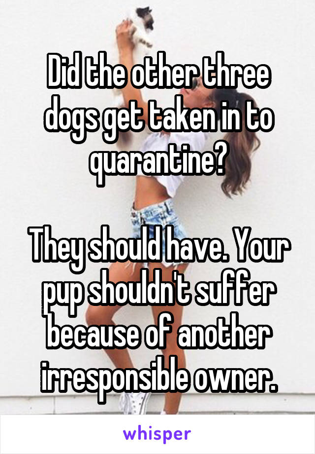 Did the other three dogs get taken in to quarantine?

They should have. Your pup shouldn't suffer because of another irresponsible owner.
