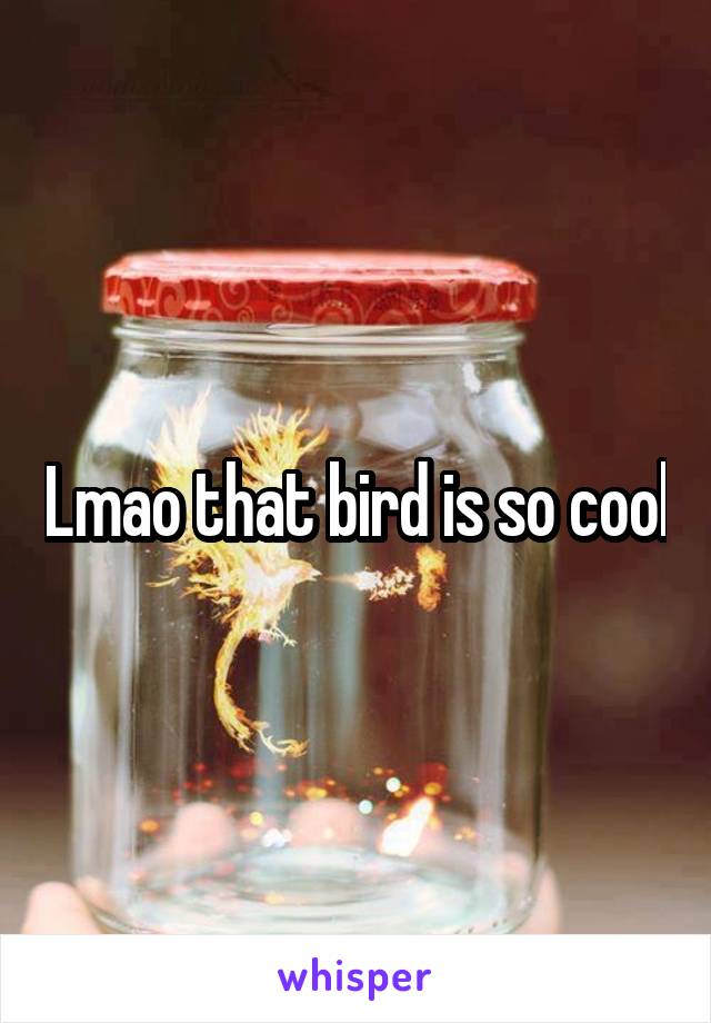 Lmao that bird is so cool