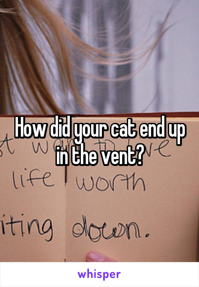 How did your cat end up in the vent?