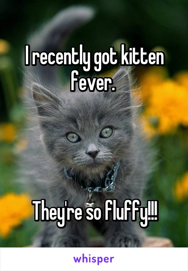 I recently got kitten fever. 




They're so fluffy!!!