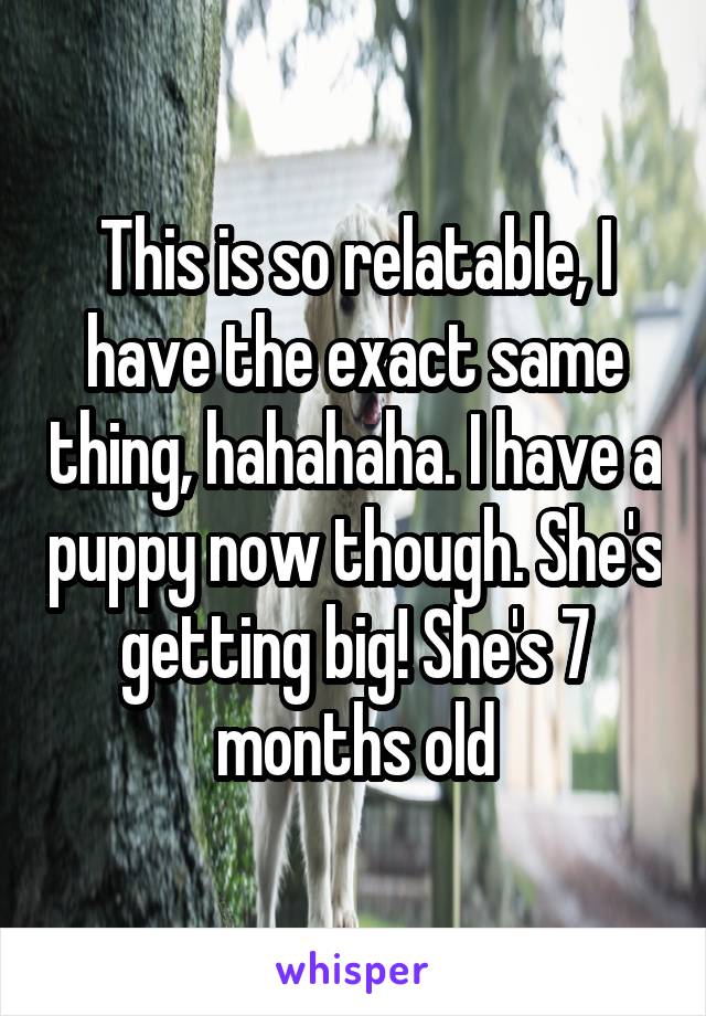 This is so relatable, I have the exact same thing, hahahaha. I have a puppy now though. She's getting big! She's 7 months old