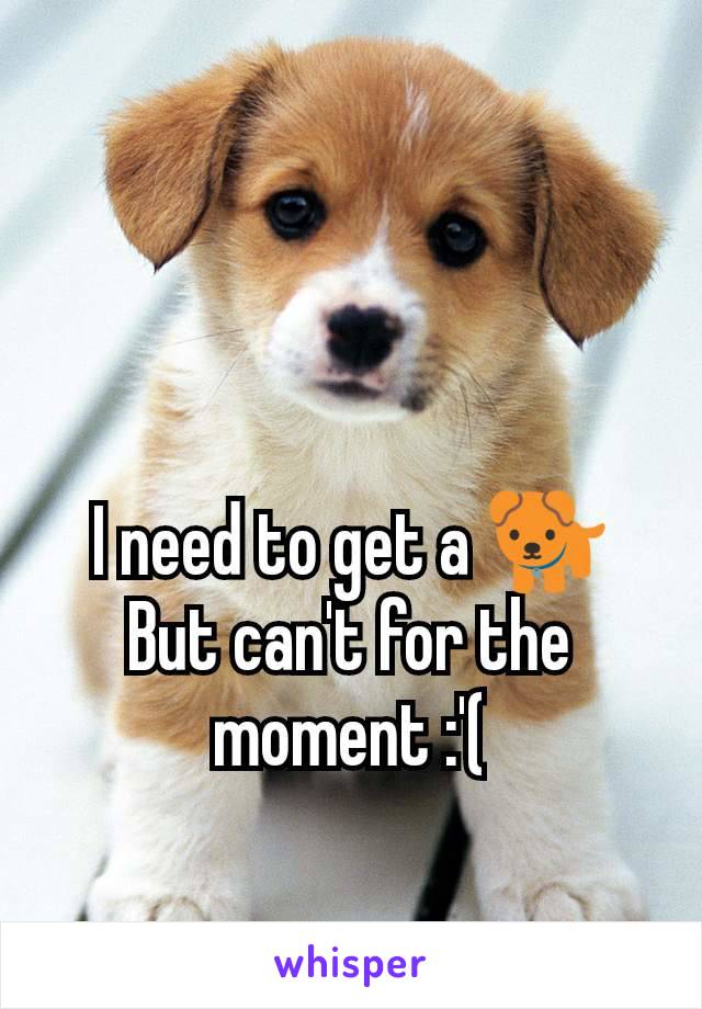 I need to get a 🐕
But can't for the moment :'(