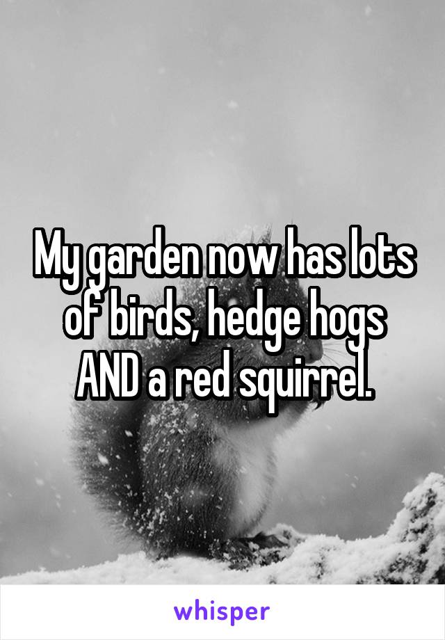 My garden now has lots of birds, hedge hogs AND a red squirrel.