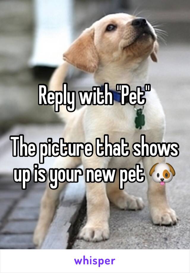 Reply with "Pet" 

The picture that shows up is your new pet 🐶