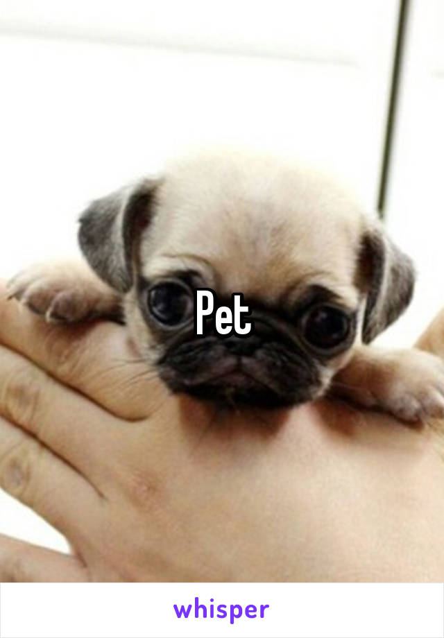 Pet