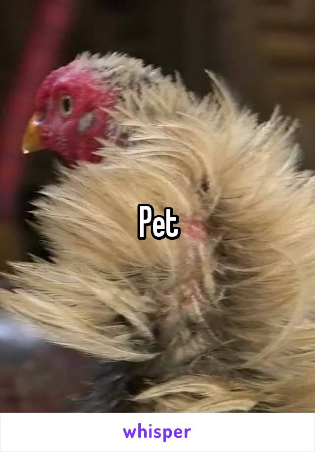 Pet