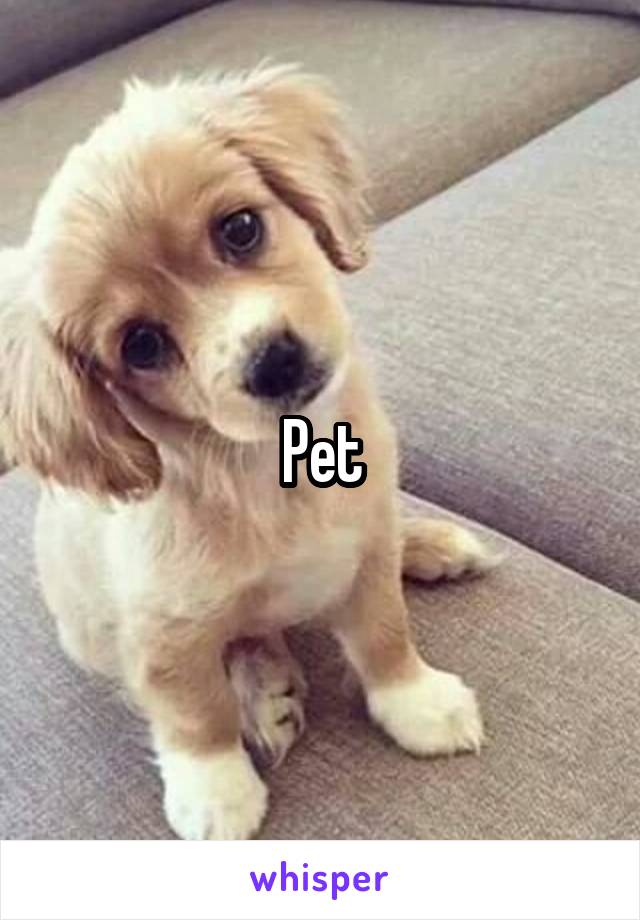 Pet