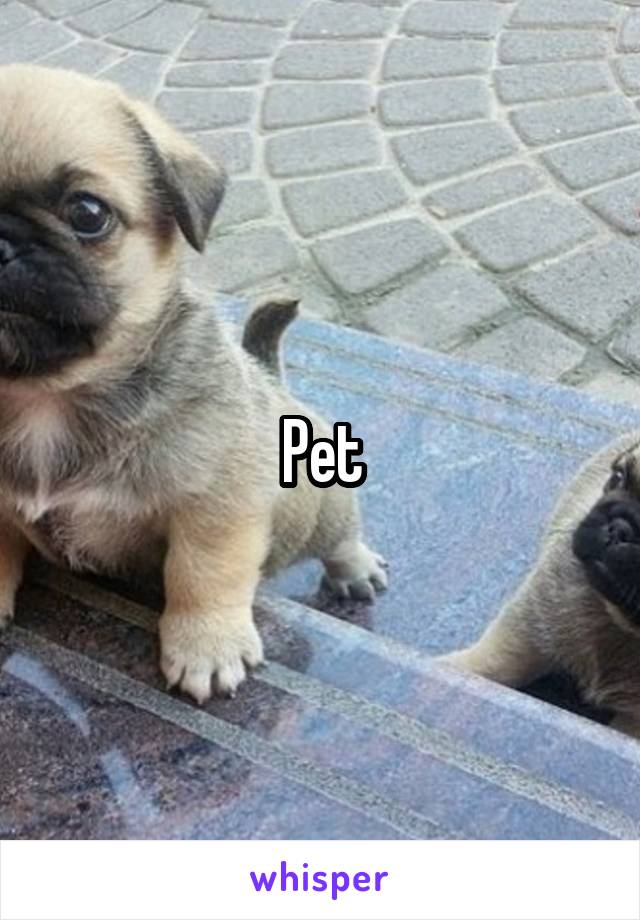 Pet