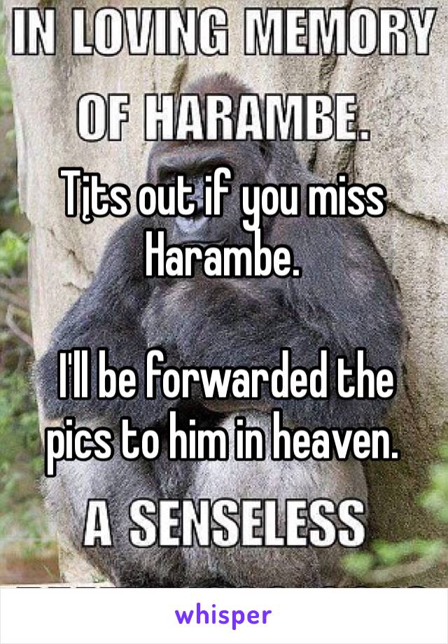 Tįts out if you miss Harambe.

 I'll be forwarded the pics to him in heaven.