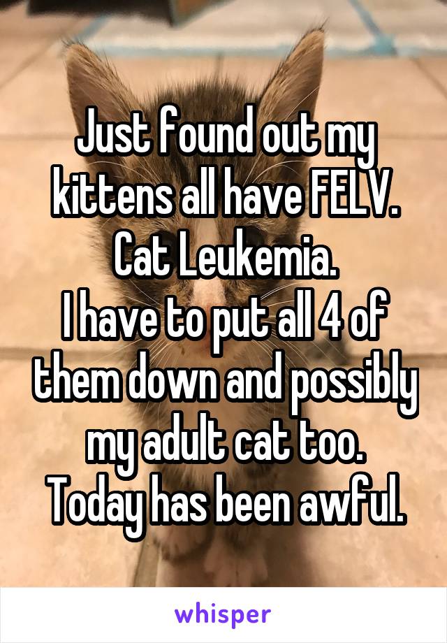 Just found out my kittens all have FELV.
Cat Leukemia.
I have to put all 4 of them down and possibly my adult cat too.
Today has been awful.