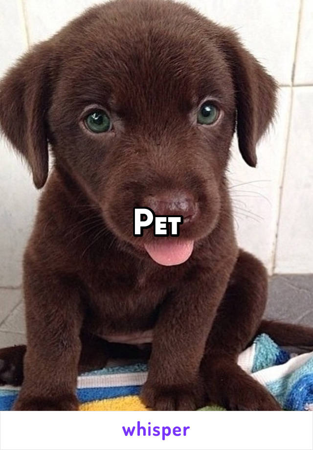 Pet