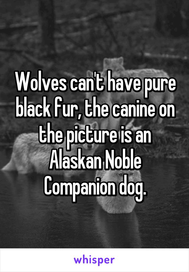 Wolves can't have pure black fur, the canine on the picture is an Alaskan Noble Companion dog.