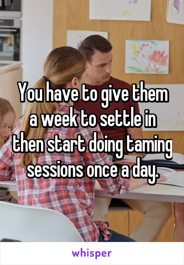 You have to give them a week to settle in then start doing taming sessions once a day.