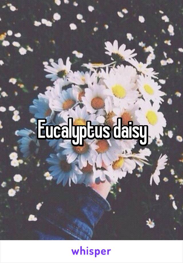 Eucalyptus daisy