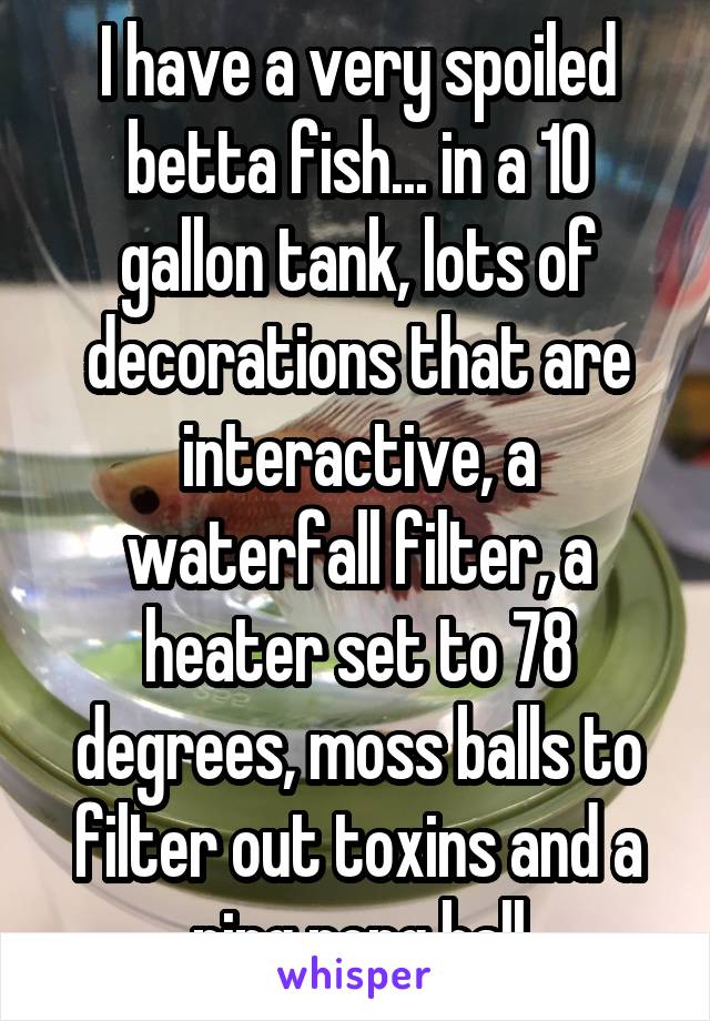 I have a very spoiled betta fish... in a 10 gallon tank, lots of decorations that are interactive, a waterfall filter, a heater set to 78 degrees, moss balls to filter out toxins and a ping pong ball