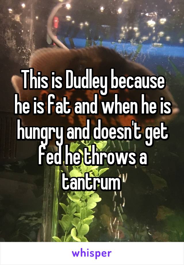 This is Dudley because he is fat and when he is hungry and doesn't get fed he throws a tantrum 