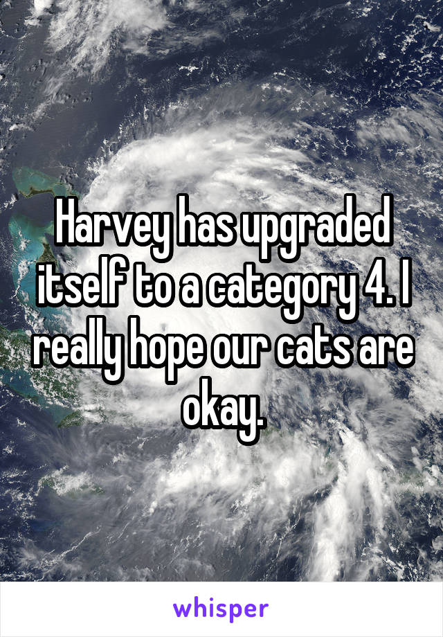 Harvey has upgraded itself to a category 4. I really hope our cats are okay.