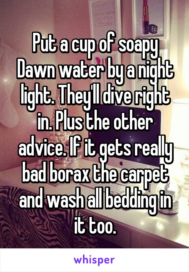 Put a cup of soapy Dawn water by a night light. They'll dive right in. Plus the other advice. If it gets really bad borax the carpet and wash all bedding in it too.