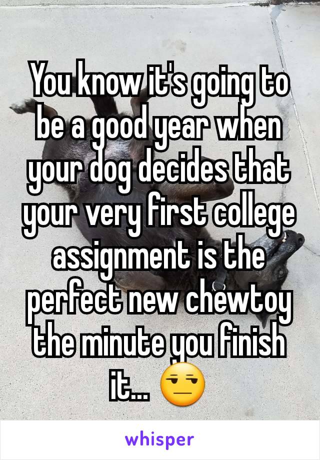 You know it's going to be a good year when your dog decides that your very first college assignment is the perfect new chewtoy the minute you finish it... 😒