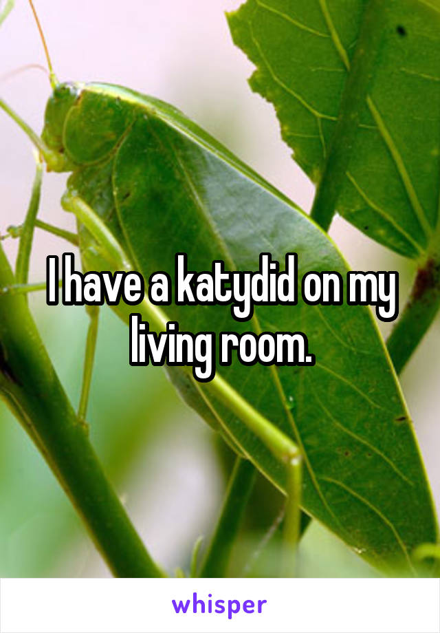 I have a katydid on my living room.