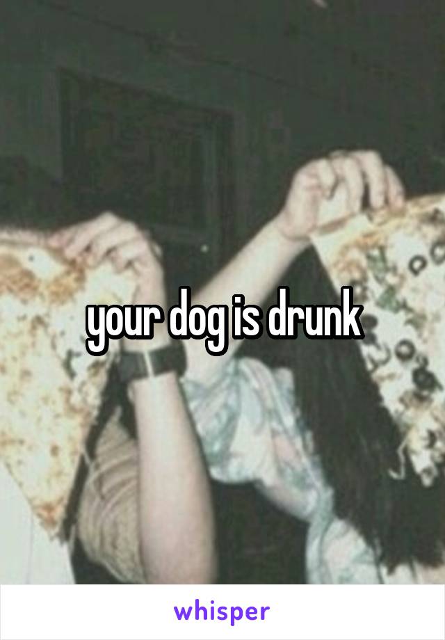 your dog is drunk