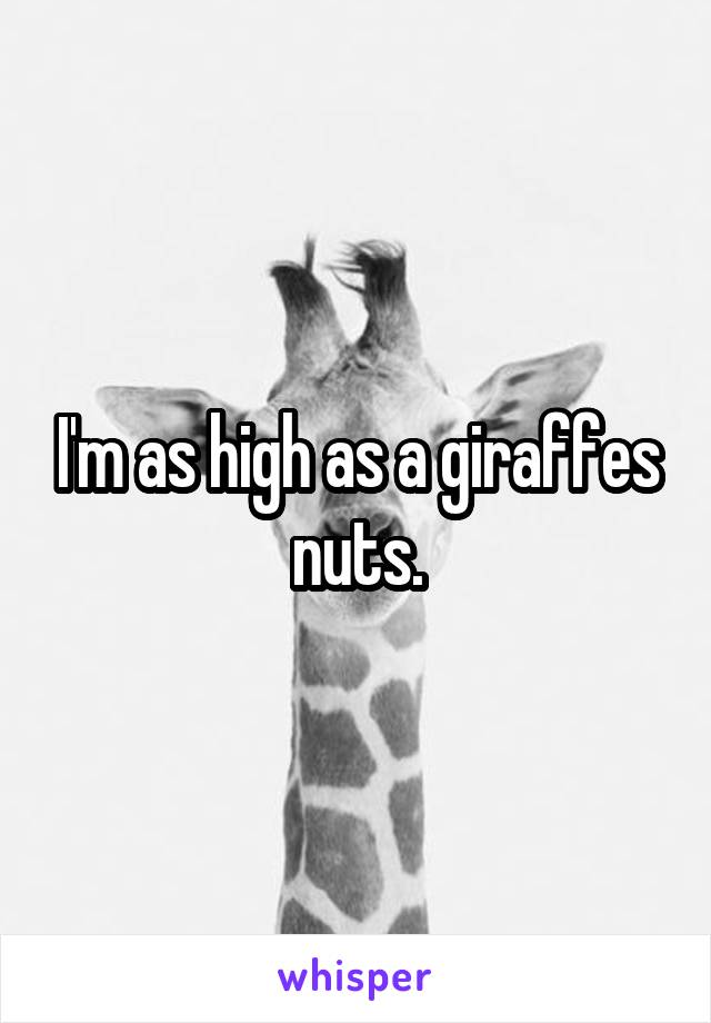 I'm as high as a giraffes nuts.