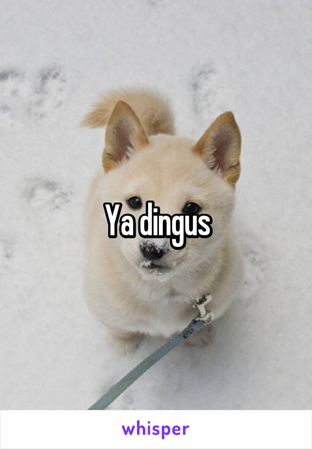 Ya dingus